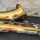 selmer paris mark 6 sax tenore vintage del 1975